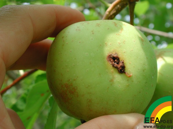 Carpocapsa pomonella - Penetración larval en froito da variedade golden